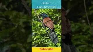 Greater Coucal