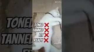 summer checklist #funnycats #shorts #fypシ゚viral #cats #funny #pets #trending #summer #beach