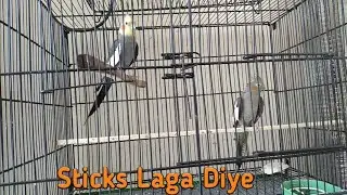 Separate Cage Mn Sahi Tareeqe Sy Sticks Kaise Lagaye|Jibran Fancy Birds