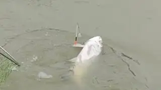 Amazing Big Monster Carp Fishing video 🐟🎣New Fishing Video 🐟🎣 Monster Fishing Video #fishing