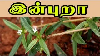 Oldenlandia umbellata /இன்புறா மருத்துவம்  /inbooral