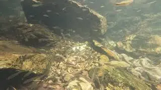 A shoal of Garra sp. in an Eastern Ghat stream