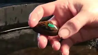 NC Wildlife: Native Freshwater Mussel Program