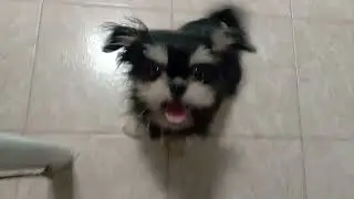 LUNINHA E O SEU IRM&Atilde;O  SUPER BACON