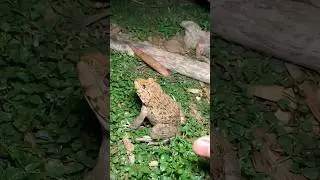Funny frogs Catching |Wep wep catching frogsfunny boing catch frogs make youlaugh #shortsfeed