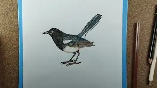 How to draw magpie robin bird 🐦 || magpie drawing 