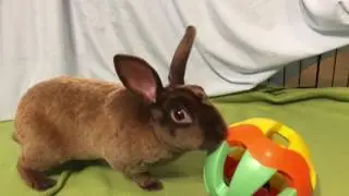 Pecan compilation at HRN