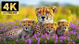 🌿 4K Animal Kingdom 🌍 Tranquil Wildlife Exploration with Calming Music.