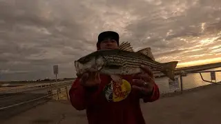Полосатый окунь California Aqueduct Fishing Keeper #anyfishcangetit