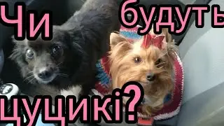 Пов'язала ВСІХ СОБАК🙄🙄🙄