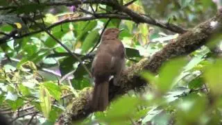 Rufous-brown Solitaire