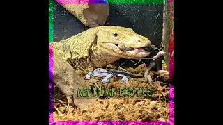 Water Monitor Nesting and egg Incubation 101