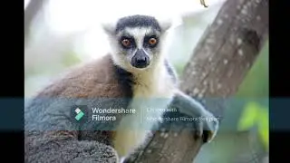 Lemurs: Madagascar&rsquo;s Most Fascinating Primates! 🐵🌿 | Fun Facts & Conservation