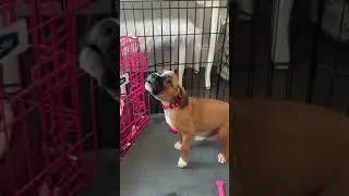 8 Week Old Boxer Puppy Olive Howling