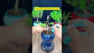 how to grow portulaca flower fast blooms #garden #gardenflower #gardening #shorts #portulacaflower