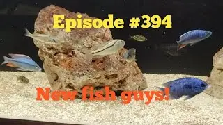 New African cichlids for the 275 gallon.