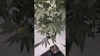 T.H.SEEDS Beasty! week 4 of flowering. #reggae #thseeds