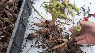 Drying your tubers off before the winter.