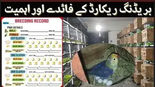 How to Maintain Breeding Record and Pedigree of Birds || Parrots Book Keeping || Record Keeping idea