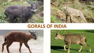 Gorals of India 🇮🇳 | Mammals | Indian Animals