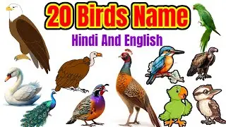 Learn Birds Name in hindi and english with pictures | पक्षियों के नाम | Pakshiyon ke naam 