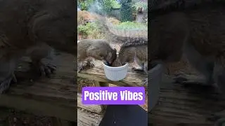 Wholesome Squirrel Moment That'll Brighten Your Day ✨ #shorts