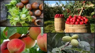 🌲DON'T PLANT ANOTHER TREE TILL YOU WATCH THIS 🍐&nbsp;🍑&nbsp;🍊&nbsp;HERE'S THE BEST FRUIT AND NUT TREE NURSERY🌳&nbsp;🍎