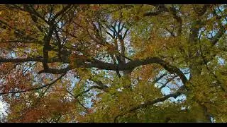 Tranquil Tree in Park 06 | Free Stock Footage - No Copyright