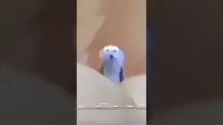 auh