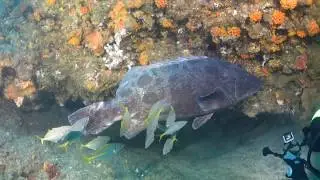 South Africa diving - Protea Banks