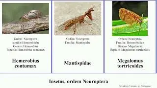 Insetos, ordem Neuroptera myrmeleon acer insect bore coa formosa gracilis lutea dorsalis ciliata