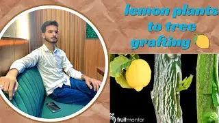 Lemon trees grafting 🍋🍋 #shorts #viral #tranding #garden #farming 