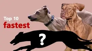 Top 10 Fastest Dog Breeds in 2 Minutes | Fastest Dogs on this Planet in 2024