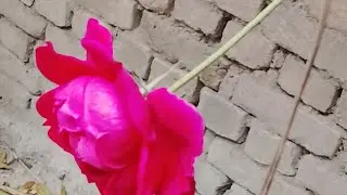 Tippu Comedy is Live गुलाब की खुशबू के साथ