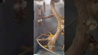 Adorable Cockatiel Cage Setup 😍 ❤️ #featheredfriends