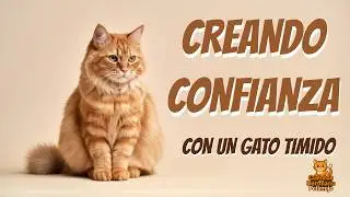 How to Build Trust with a Shy Cat (Without Forcing It)
