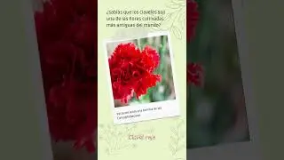 Clavel