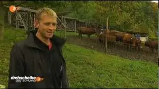 Rinderleasing Liebau ZDF Drehscheibe Deutschland
