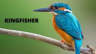 COMMON KINGFISHER BIRD SOUND