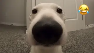 🐾❤️ When God Gives You a Dog&hellip; Consider Yourself Blessed/ funny dog video
