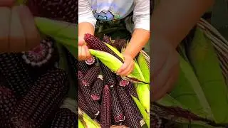 Black corn harvesting #youtubeshorts #viral #farming