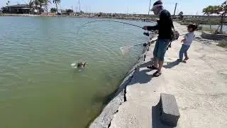 Dowz swimmer 220sf多節魚VS龍虎斑
