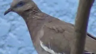 Aves del Per&uacute;: Cucul&iacute;. (Zenaida meloda). Aves de Lima