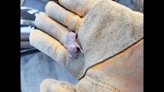 Remove Mice From YOUR Car or Truck - The Right Way!