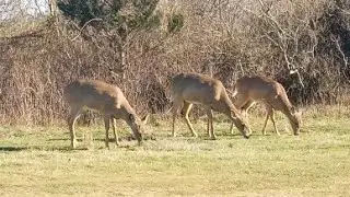 Pinoy Abroad first time nakakita ng malaking Deer