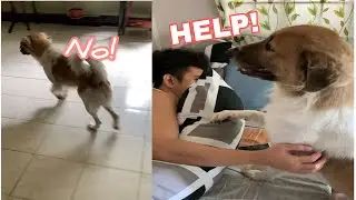 HOW MY DOG REACTS TO BATH TIME | DOGS BATH TIME | DOGS FUNNY VIDEOS I SHORTS
