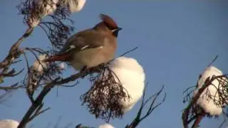 Sidensvans