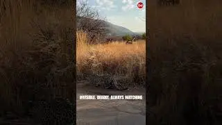Stealth At Its Best | #shorts #leopard #trending #wildlife #bigcat #cat