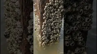 How to remove barnacles from iron poles.The metal of this pole has been salvaged.