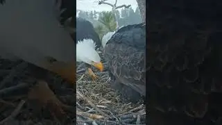 Famous bald eagle lovebirds welcome first egg of the year